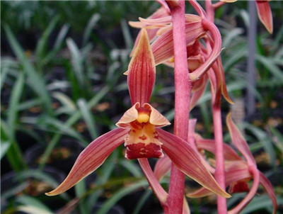 兰花的香味真的有毒吗图片