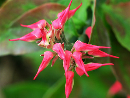 红雀珊瑚的花期