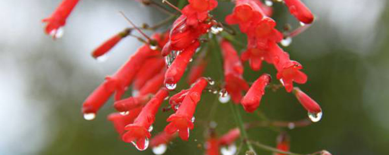 爆仗竹盆栽管理方法(爆仗竹怎么扦插)