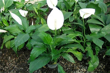 白掌叶子下垂发黄怎么办