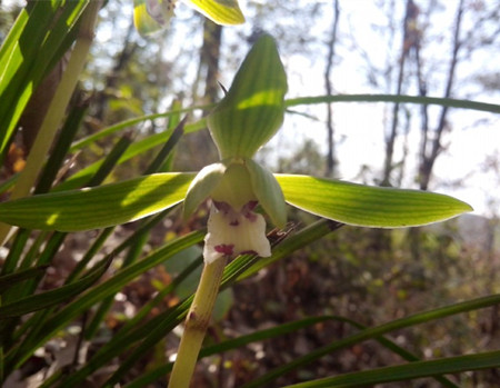 豆瓣兰属于兰花中的什么品种
