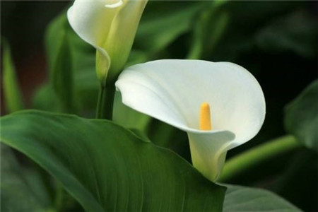 白掌叶子下垂发黄怎么办