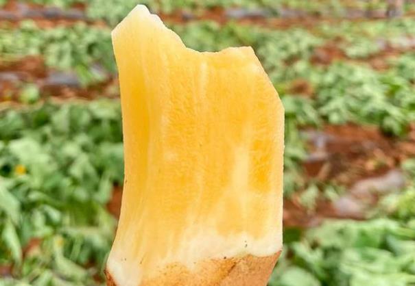 雪莲果能煮熟吃吗