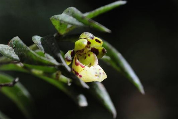 盆距兰的病虫害防治(盆兰花怎么养殖)