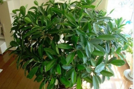 非洲茉莉叶子黄了怎么办