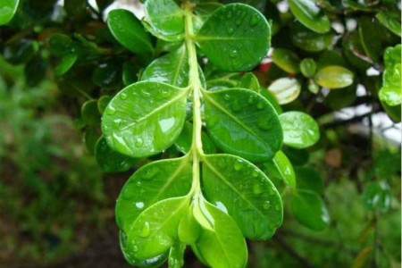 雀舌小叶黄杨怎么养