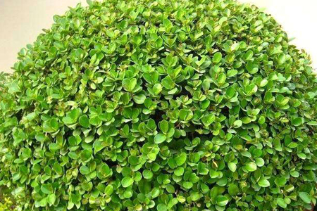 雀舌小叶黄杨怎么养