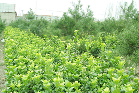 雀舌小叶黄杨怎么养