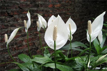 白掌叶子下垂发黄怎么办