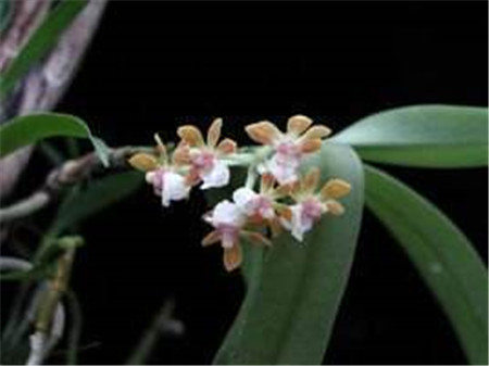 盆兰花怎么养殖