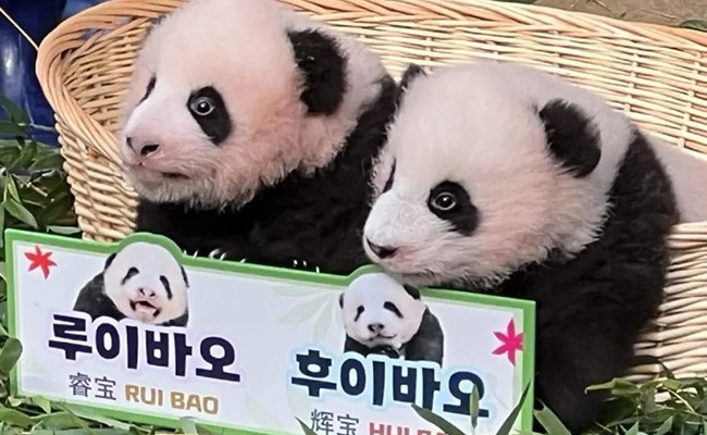 ​福宝妹妹们叫什么(福娃的名字叫什么)