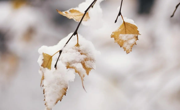 2024年的冬至是几月几号