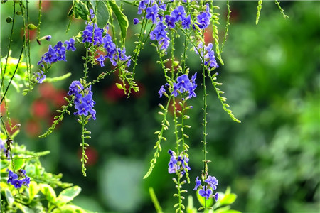 金露花的养殖方法视频