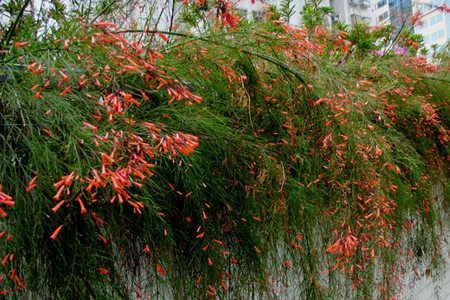 爆仗竹怎么扦插