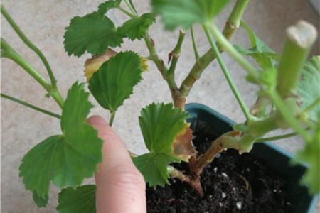 天竺葵叶子变黄枯萎的原因