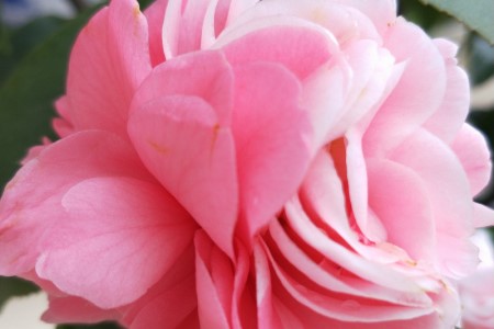 茶花的特点描写