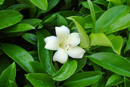 非洲茉莉叶子黄了怎么办