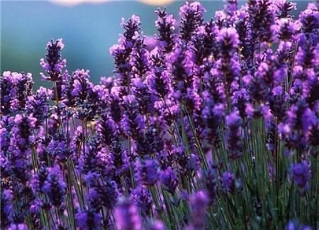 羽叶薰衣草花期多长