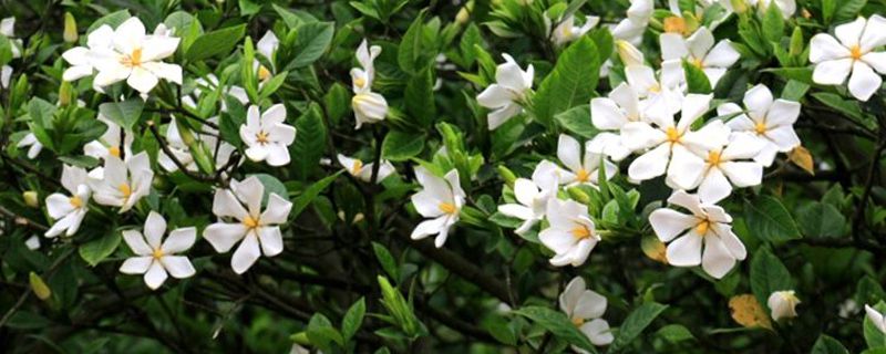 送栀子花代表什么意思(栀子花送几朵合适)