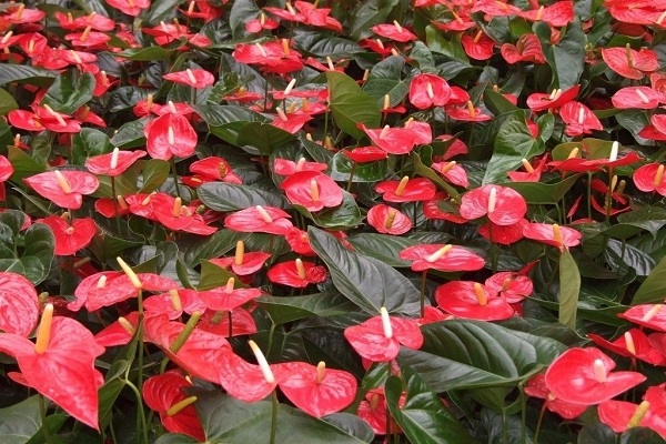 红掌用什么土栽培(仙人掌用什么土栽培最好)