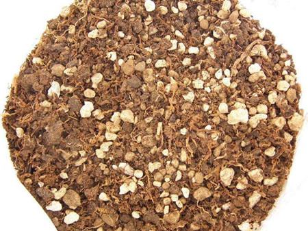 豆瓣兰属于兰花中的什么品种