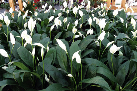 白鹤芋的养殖方法和注意事项有哪些