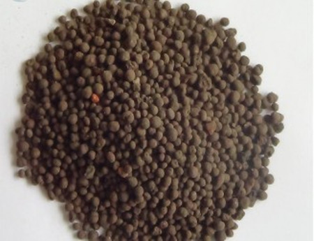 豆瓣兰属于兰花中的什么品种