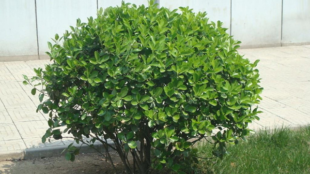 黄杨怎么养(雀舌小叶黄杨怎么养)