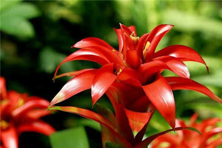 鸿运当头怎样种植及注意事项