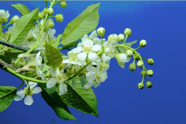 稠李的常见品种(梦到有人搬尸)