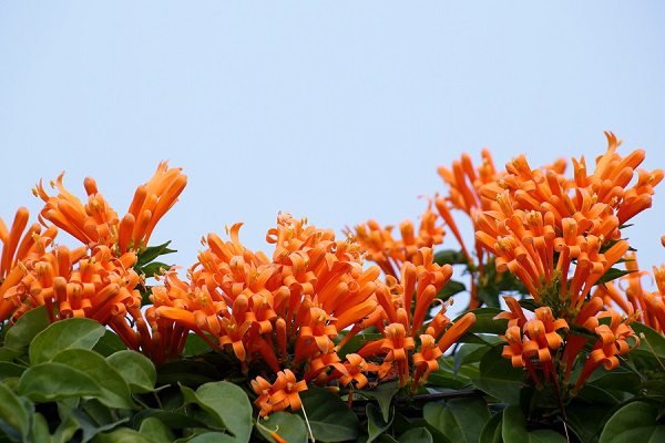 炮仗花生虫了怎么办常见的病虫害防治(炮仗花会长虫子吗)