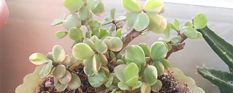 雅乐之舞叶子变皱掉落怎么回事怎么办(雅乐之舞叶子蔫了怎么办)