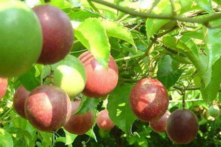 百香果怎么修剪才结果多