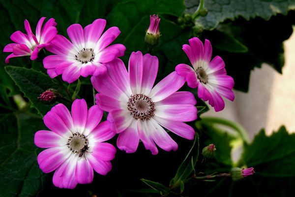 瓜叶菊养护的四个阶段(瓜叶菊怎么养二次开花)