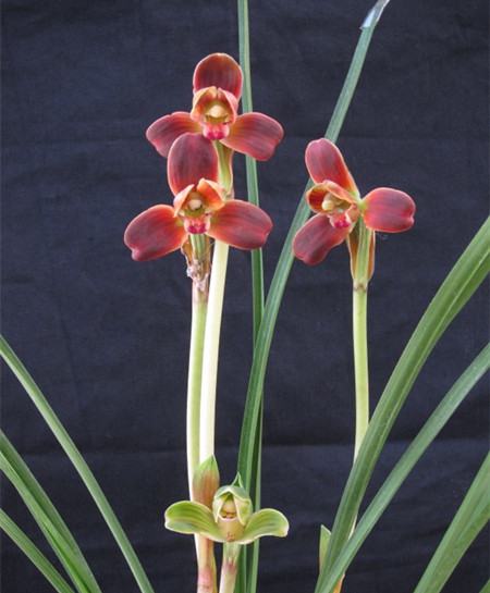 豆瓣兰属于兰花中的什么品种