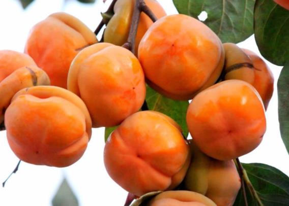 空腹吃柿子能得结石吗