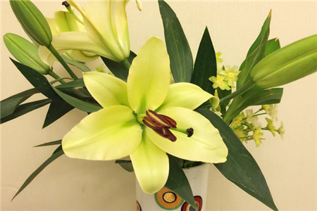 香水百合在水里怎么养活