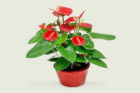 仙人掌用什么土栽培最好