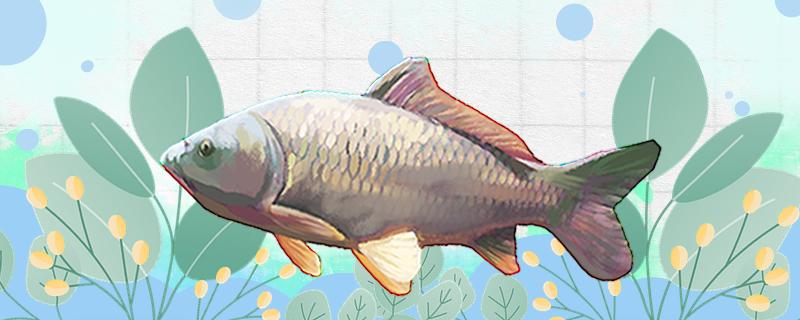 钓鲤鱼需要调漂吗调几目最佳(钓鲤鱼调几钓几)