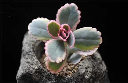 蝴蝶之舞锦扦插繁殖方法(蝴蝶之舞锦怎么繁殖)