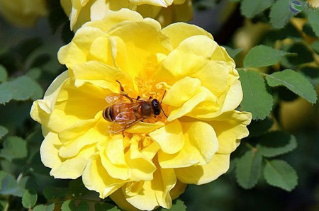 黄刺玫的观赏价值