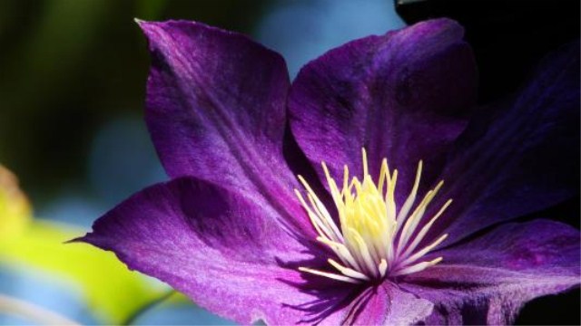 铁线莲施什么肥最好(铁线莲专用肥)