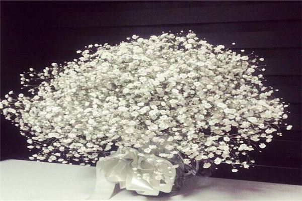 六月雪和满天星的区别(六月雪和满天星的区别在哪)