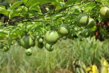 百香果怎么修剪才结果多