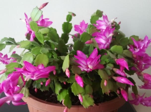 蟹爪兰深盆好还是浅盆好