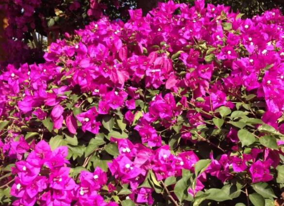 三角梅如何浇水?