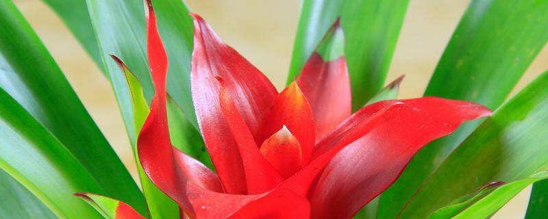 鸿运当头种子怎么种(鸿运当头怎样种植及注意事项)