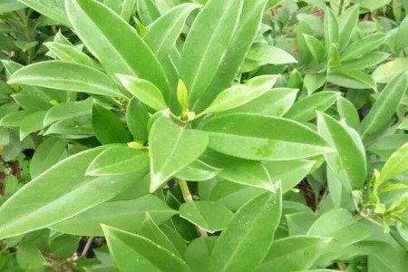 非洲茉莉叶子黄了怎么办