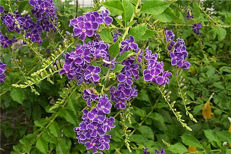 金露花的养殖方法视频