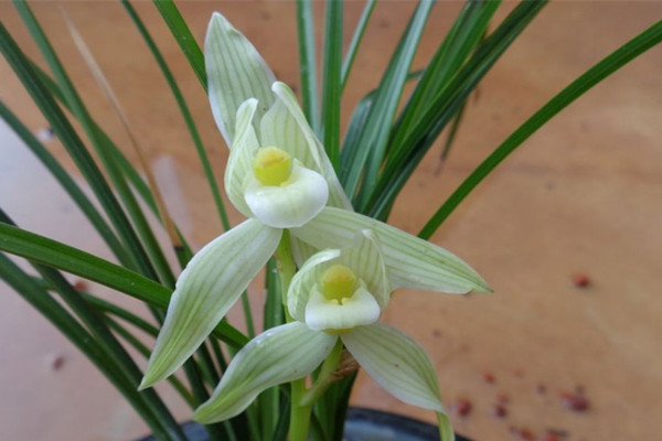 豆瓣兰养护方法及管理(豆瓣兰属于兰花中的什么品种)